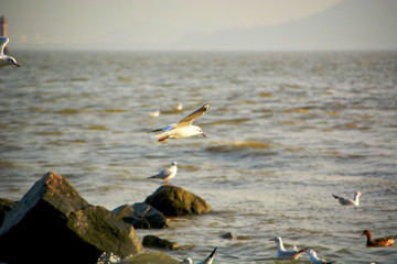 海鸥飞翔