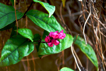 龙吐珠花