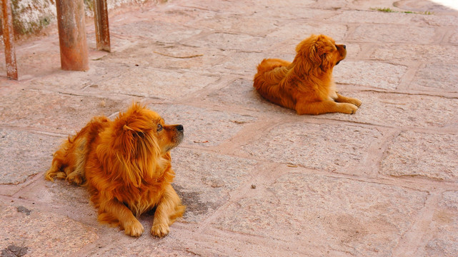 西藏拉萨色拉寺流浪狗