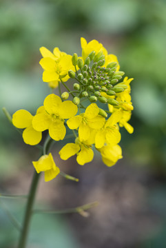 油菜花