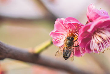 蜜蜂