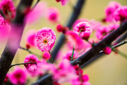 唯美红梅花