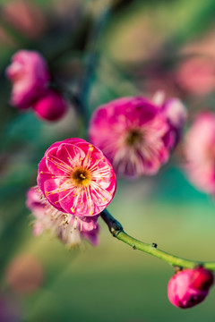 唯美红梅花