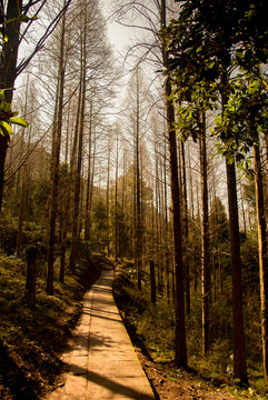 齐云山山林小路