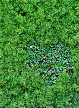 植物背景墙