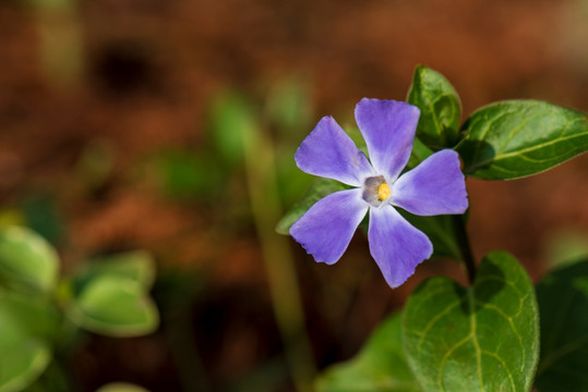 长春花