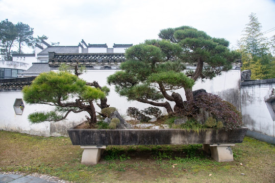 安徽黄山歙县鲍家花园盆景