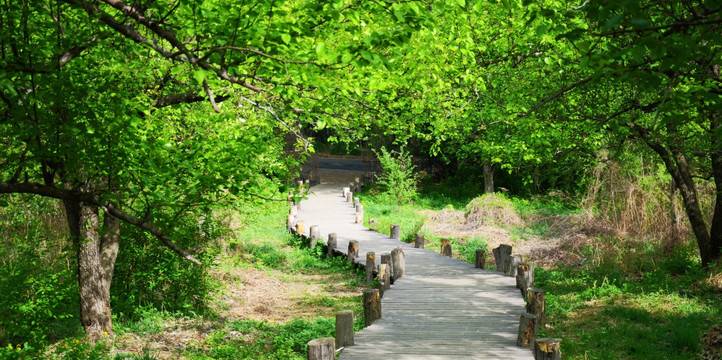 千山雨润梨园木板路与梨树林