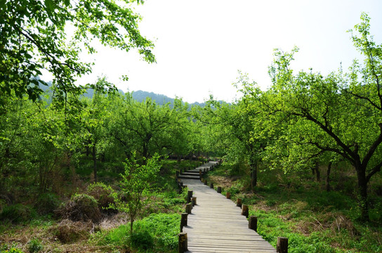 千山雨润梨园木板路与梨树林