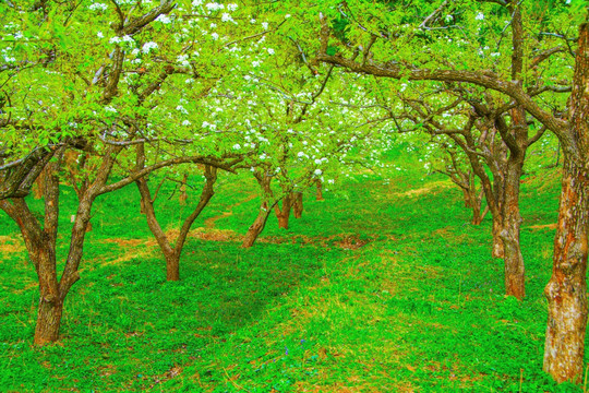 千山梨园梨花盛开的梨树林与绿地