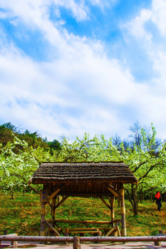 千山梨园木亭与梨花盛开的梨树林