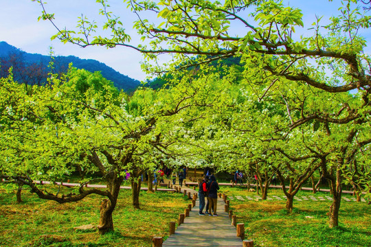 千山梨园木板路与盛开梨花的梨树