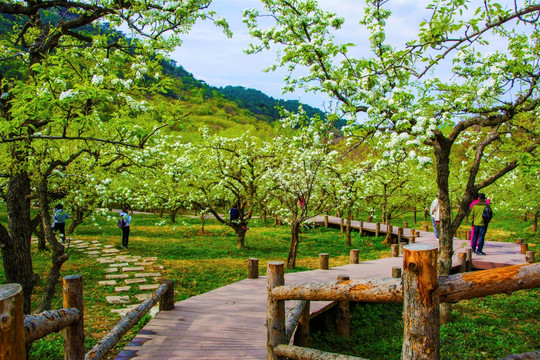 千山梨园木板路与梨花盛开梨树林