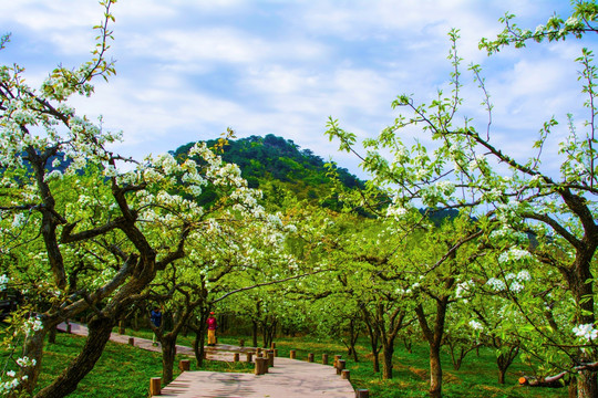 千山梨园木板路与梨花盛开梨树林