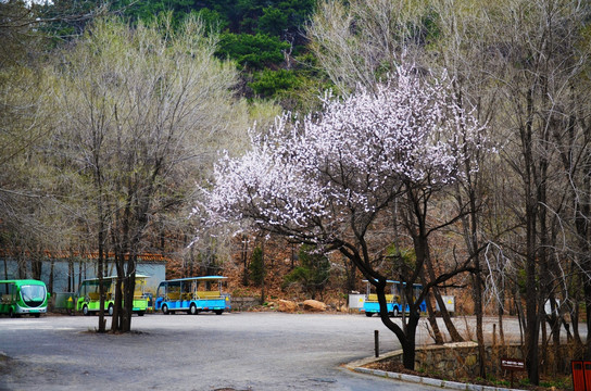 千山景区内公路一侧春天的桃树