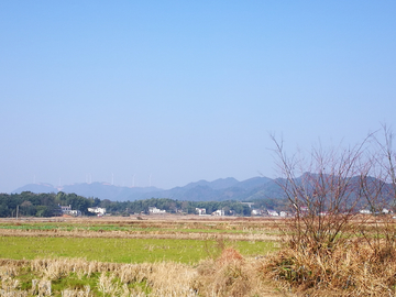 田野