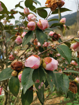 山茶花