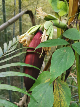 香蕉树 香蕉花