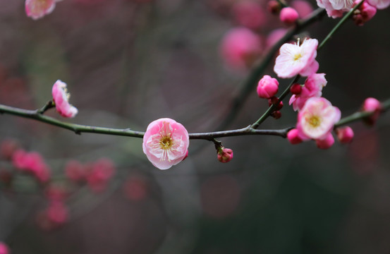 梅花