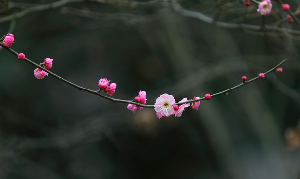 梅花