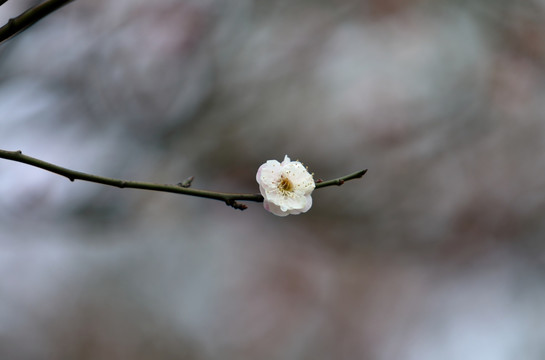 梅花