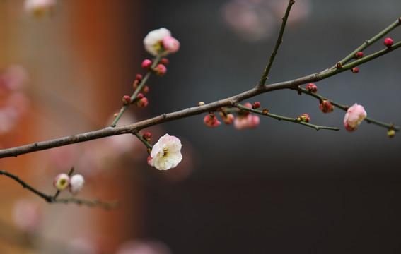 梅花