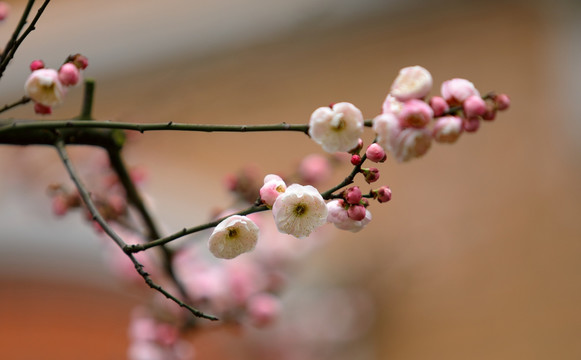 梅花