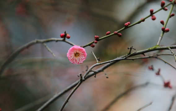 梅花特写