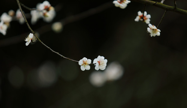 梅花特写