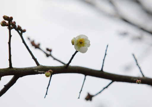 梅花特写