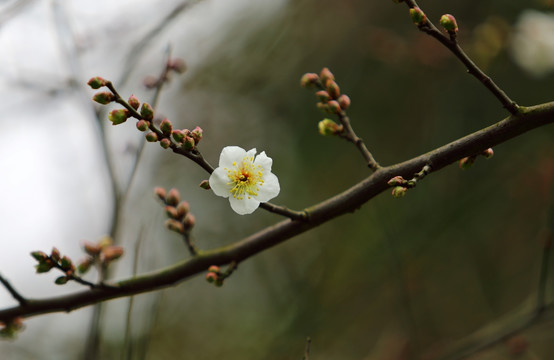 梅花特写