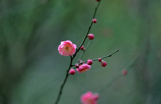 梅花特写