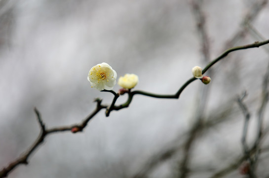 梅花特写