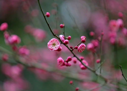 梅花特写