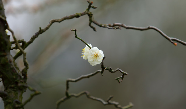 梅花高清特写