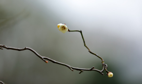 梅花高清特写