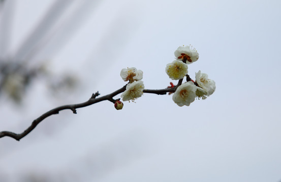 梅花高清特写