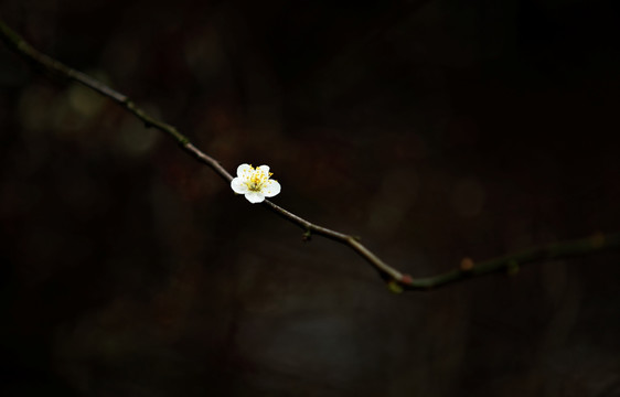 梅花高清特写