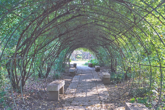 植物隧道