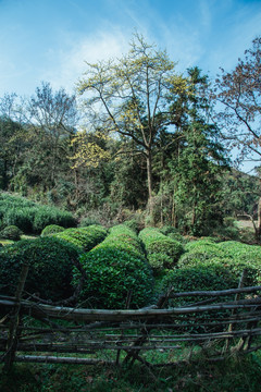 春季植物园