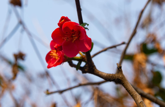 海棠花花朵花卉