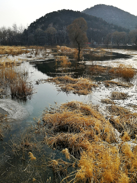 湿地