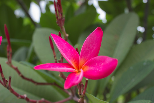 红色鸡蛋花