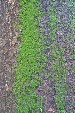 绿苔树皮