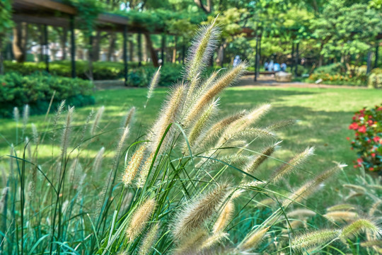 狗尾巴草