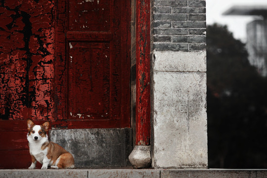 柯基犬