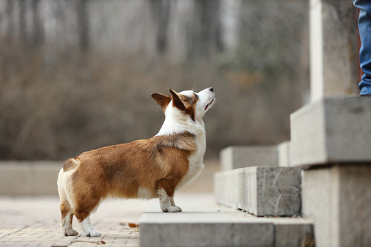 柯基犬