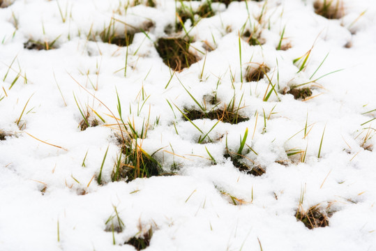 雪中草地