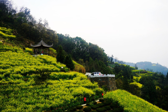 油菜花开