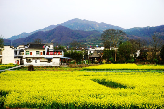 油菜花开